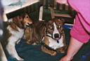 15 - Hunde am Infostand III - sml web.jpg